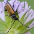 Longhorn beetle - Paracorymbia maculicornis | Fotografijos autorius : Darius Baužys | © Macronature.eu | Macro photography web site
