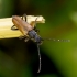 Longhorn beetle - Paracorymbia maculicornis | Fotografijos autorius : Romas Ferenca | © Macronature.eu | Macro photography web site