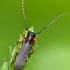 Longhorn beetle - Phytoecia virgula  | Fotografijos autorius : Lukas Jonaitis | © Macronature.eu | Macro photography web site