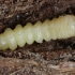 Longhorn beetle - Phytoecia virgula, larva | Fotografijos autorius : Gintautas Steiblys | © Macronature.eu | Macro photography web site