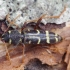 Longhorn beetle - Xylotrechus arvicola | Fotografijos autorius : Romas Ferenca | © Macronature.eu | Macro photography web site
