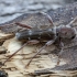 Longhorn beetle - Xylotrechus stebbingi ♂ | Fotografijos autorius : Žilvinas Pūtys | © Macrogamta.lt | Šis tinklapis priklauso bendruomenei kuri domisi makro fotografija ir fotografuoja gyvąjį makro pasaulį.