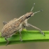 Sitonas - Charagmus gressorius | Fotografijos autorius : Gintautas Steiblys | © Macrogamta.lt | Šis tinklapis priklauso bendruomenei kuri domisi makro fotografija ir fotografuoja gyvąjį makro pasaulį.