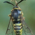 Lunar Hornet Moth - Sesia bembeciformis | Fotografijos autorius : Gintautas Steiblys | © Macronature.eu | Macro photography web site