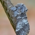 Dvijuostė drimonija - Drymonia ruficornis | Fotografijos autorius : Arūnas Eismantas | © Macronature.eu | Macro photography web site