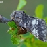 Lunar Marbled Brown - Drymonia ruficornis | Fotografijos autorius : Gintautas Steiblys | © Macronature.eu | Macro photography web site