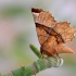 Lunar Thorn - Selenia lunularia | Fotografijos autorius : Arūnas Eismantas | © Macronature.eu | Macro photography web site