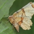 Lunar Thorn - Selenia lunularia | Fotografijos autorius : Gintautas Steiblys | © Macronature.eu | Macro photography web site