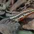 Lycian rock lizard - Anatololacerta finikensis ♂ | Fotografijos autorius : Gintautas Steiblys | © Macronature.eu | Macro photography web site
