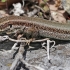 Lycian rock lizard - Anatololacerta finikensis | Fotografijos autorius : Gintautas Steiblys | © Macronature.eu | Macro photography web site