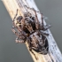 Lynx spider - Oxyopes ramosus  | Fotografijos autorius : Kazimieras Martinaitis | © Macronature.eu | Macro photography web site