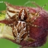 Lynx spider - Oxyopes ramosus  | Fotografijos autorius : Gintautas Steiblys | © Macronature.eu | Macro photography web site