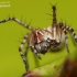 Lynx spider - Oxyopes ramosus | Fotografijos autorius : Lukas Jonaitis | © Macronature.eu | Macro photography web site