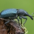 Mėlynasis žievėstraublis - Magdalis violacea | Fotografijos autorius : Žilvinas Pūtys | © Macrogamta.lt | Šis tinklapis priklauso bendruomenei kuri domisi makro fotografija ir fotografuoja gyvąjį makro pasaulį.