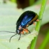 Mėlynasis alksniagraužis - Agelastica alni | Fotografijos autorius : Romas Ferenca | © Macrogamta.lt | Šis tinklapis priklauso bendruomenei kuri domisi makro fotografija ir fotografuoja gyvąjį makro pasaulį.