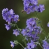 Mėlynasis palemonas - Polemonium caeruleum | Fotografijos autorius : Kęstutis Obelevičius | © Macrogamta.lt | Šis tinklapis priklauso bendruomenei kuri domisi makro fotografija ir fotografuoja gyvąjį makro pasaulį.