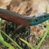 Mėlyngerklis pleištinis driežas - Algyroides nigropunctatus | Fotografijos autorius : Gintautas Steiblys | © Macrogamta.lt | Šis tinklapis priklauso bendruomenei kuri domisi makro fotografija ir fotografuoja gyvąjį makro pasaulį.