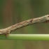 Mėlyninis žievėsprindis - Ectropis crepuscularia, vikšras | Fotografijos autorius : Gintautas Steiblys | © Macrogamta.lt | Šis tinklapis priklauso bendruomenei kuri domisi makro fotografija ir fotografuoja gyvąjį makro pasaulį.