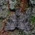 Mėlynsparnė peteliškė - Catocala fraxini | Fotografijos autorius : Romas Ferenca | © Macrogamta.lt | Šis tinklapis priklauso bendruomenei kuri domisi makro fotografija ir fotografuoja gyvąjį makro pasaulį.