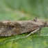 Mėtinė endotenija - Endothenia ericetana | Fotografijos autorius : Žilvinas Pūtys | © Macrogamta.lt | Šis tinklapis priklauso bendruomenei kuri domisi makro fotografija ir fotografuoja gyvąjį makro pasaulį.