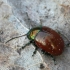 Mėtinis puošnys - Chrysolina polita | Fotografijos autorius : Vytautas Gluoksnis | © Macrogamta.lt | Šis tinklapis priklauso bendruomenei kuri domisi makro fotografija ir fotografuoja gyvąjį makro pasaulį.