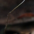 Lapinis mažūnis - Marasmius epiphyllus ?? | Fotografijos autorius : Gintautas Steiblys | © Macrogamta.lt | Šis tinklapis priklauso bendruomenei kuri domisi makro fotografija ir fotografuoja gyvąjį makro pasaulį.