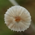 Grakščioji šalmenė - Hemimycena cf. gracilis | Fotografijos autorius : Gintautas Steiblys | © Macrogamta.lt | Šis tinklapis priklauso bendruomenei kuri domisi makro fotografija ir fotografuoja gyvąjį makro pasaulį.