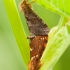 Mažasis šakniagraužis - Phymatopus hecta | Fotografijos autorius : Žilvinas Pūtys | © Macrogamta.lt | Šis tinklapis priklauso bendruomenei kuri domisi makro fotografija ir fotografuoja gyvąjį makro pasaulį.