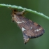 Mažasis šakniagraužis - Phymatopus hecta ♂ | Fotografijos autorius : Žilvinas Pūtys | © Macrogamta.lt | Šis tinklapis priklauso bendruomenei kuri domisi makro fotografija ir fotografuoja gyvąjį makro pasaulį.