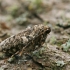 Mažasis žiemsprindis - Operophtera brumata ♀ | Fotografijos autorius : Gintautas Steiblys | © Macrogamta.lt | Šis tinklapis priklauso bendruomenei kuri domisi makro fotografija ir fotografuoja gyvąjį makro pasaulį.