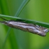 Mažasis žolinukas - Crambus pratella | Fotografijos autorius : Romas Ferenca | © Macrogamta.lt | Šis tinklapis priklauso bendruomenei kuri domisi makro fotografija ir fotografuoja gyvąjį makro pasaulį.