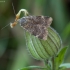 Mažasis geltosparnis dirvinukas - Cryptocala chardinyi | Fotografijos autorius : Žilvinas Pūtys | © Macrogamta.lt | Šis tinklapis priklauso bendruomenei kuri domisi makro fotografija ir fotografuoja gyvąjį makro pasaulį.