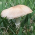 Mažasis pievagrybis - Agaricus comtulus | Fotografijos autorius : Vytautas Gluoksnis | © Macrogamta.lt | Šis tinklapis priklauso bendruomenei kuri domisi makro fotografija ir fotografuoja gyvąjį makro pasaulį.