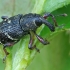 Mažasis pušinis straubliukas - Hylobius pinastri | Fotografijos autorius : Gintautas Steiblys | © Macrogamta.lt | Šis tinklapis priklauso bendruomenei kuri domisi makro fotografija ir fotografuoja gyvąjį makro pasaulį.