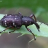 Mažasis pušinis straubliukas - Hylobius pinastri | Fotografijos autorius : Vytautas Gluoksnis | © Macrogamta.lt | Šis tinklapis priklauso bendruomenei kuri domisi makro fotografija ir fotografuoja gyvąjį makro pasaulį.