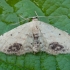 Mažasis sprindžiukas - Idaea dimidiata | Fotografijos autorius : Žilvinas Pūtys | © Macrogamta.lt | Šis tinklapis priklauso bendruomenei kuri domisi makro fotografija ir fotografuoja gyvąjį makro pasaulį.