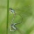 Mažoji nehalenija - Nehalennia speciosa | Fotografijos autorius : Deividas Makavičius | © Macrogamta.lt | Šis tinklapis priklauso bendruomenei kuri domisi makro fotografija ir fotografuoja gyvąjį makro pasaulį.