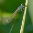 Mažoji nehalenija - Nehalennia speciosa | Fotografijos autorius : Dalia Račkauskaitė | © Macrogamta.lt | Šis tinklapis priklauso bendruomenei kuri domisi makro fotografija ir fotografuoja gyvąjį makro pasaulį.