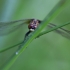 Mažoji skėtė - Leucorrhinia dubia | Fotografijos autorius : Zita Gasiūnaitė | © Macrogamta.lt | Šis tinklapis priklauso bendruomenei kuri domisi makro fotografija ir fotografuoja gyvąjį makro pasaulį.
