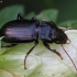 Magnificent Sun Beetle - Amara aulica | Fotografijos autorius : Vidas Brazauskas | © Macronature.eu | Macro photography web site