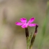 Maiden Pink | Dianthus deltoides | Fotografijos autorius : Darius Baužys | © Macronature.eu | Macro photography web site