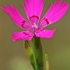 Maiden pink - Dianthus deltoides  | Fotografijos autorius : Gintautas Steiblys | © Macronature.eu | Macro photography web site