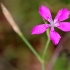 Maiden pink - Dianthus deltoides | Fotografijos autorius : Ramunė Činčikienė | © Macronature.eu | Macro photography web site