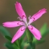 Maiden pink - Dianthus deltoides | Fotografijos autorius : Gintautas Steiblys | © Macronature.eu | Macro photography web site