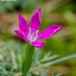 Šilinis gvazdikas - Dianthus deltoides | Fotografijos autorius : Romas Ferenca | © Macronature.eu | Macro photography web site