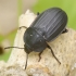 Maitvabalis - Silpha tristis | Fotografijos autorius : Romas Ferenca | © Macrogamta.lt | Šis tinklapis priklauso bendruomenei kuri domisi makro fotografija ir fotografuoja gyvąjį makro pasaulį.