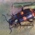 Malachite beetle - Anthocomus fasciatus | Fotografijos autorius : Romas Ferenca | © Macronature.eu | Macro photography web site