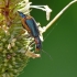 Malachite beetle - Clanoptilus marginellus | Fotografijos autorius : Darius Baužys | © Macronature.eu | Macro photography web site