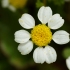 Maltiškoji ramunėlė - Anthemis urvilleana | Fotografijos autorius : Nomeda Vėlavičienė | © Macrogamta.lt | Šis tinklapis priklauso bendruomenei kuri domisi makro fotografija ir fotografuoja gyvąjį makro pasaulį.