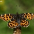 Map butterfly - Araschnia levana  | Fotografijos autorius : Gintautas Steiblys | © Macronature.eu | Macro photography web site